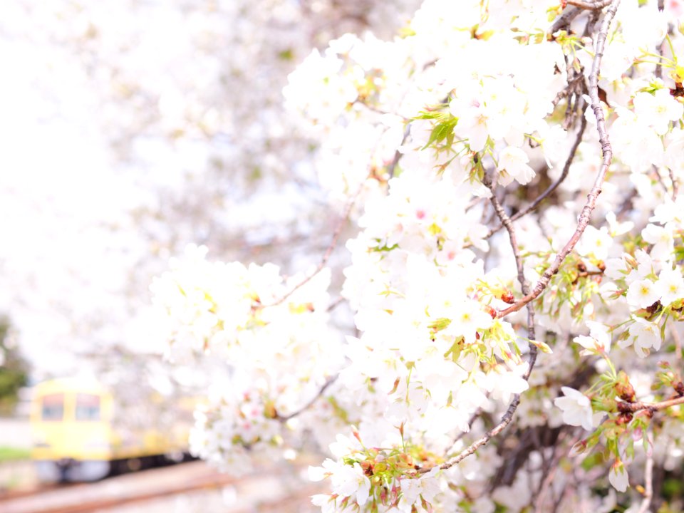 Cherry blossoms with Seibu Tamagawa Line at Shiraitodai