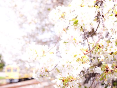 Cherry blossoms with Seibu Tamagawa Line at Shiraitodai