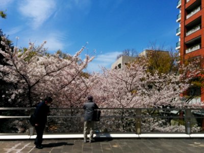 Cherry blossom in Roppongi Hills Sakurazaka - trees