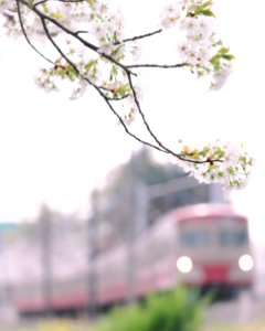 Cherry blossoms with Seibu Tamagawa Line at Mamushizaka