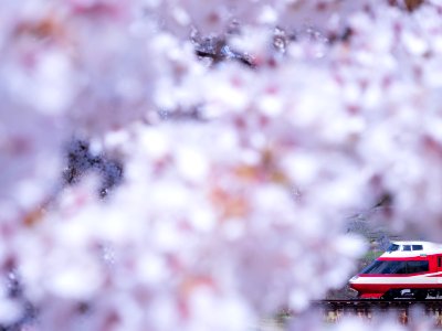 Cherry blossoms with Nagano Electric Railway 1000 series