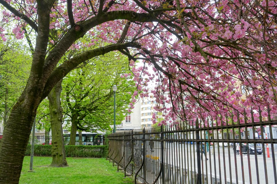 Cherry blossoms in Cinquantenaire - Brussels, Belgium - DSC08363