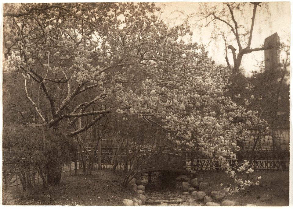 Cherry Blossoms Small Bridge over Creek by Adolf de Meyer 1900-1910