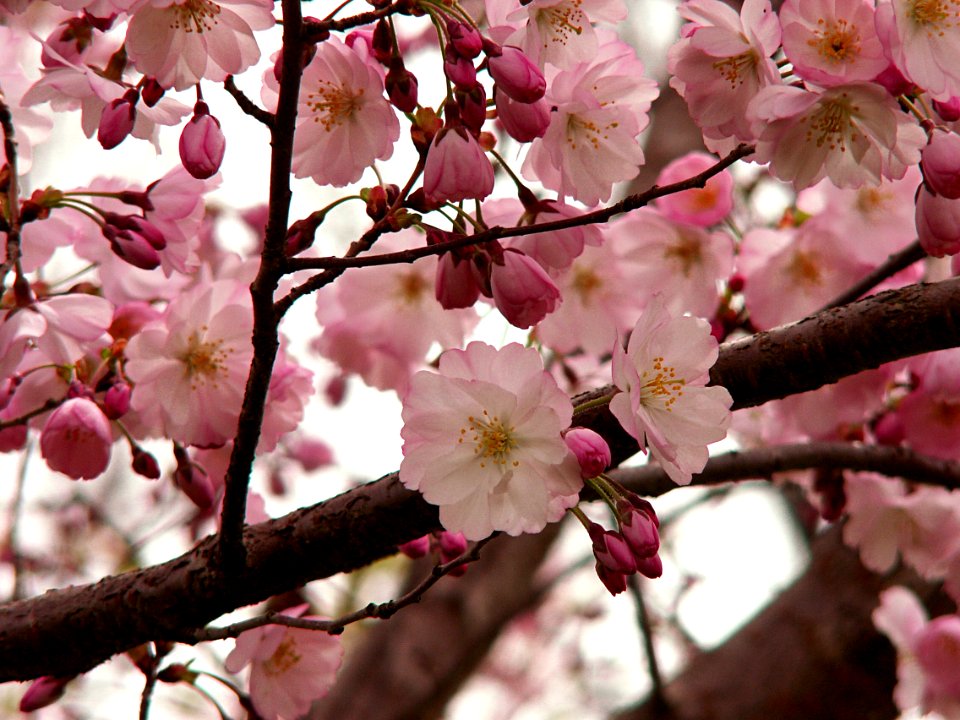 Cherry Blossoms, Allegheny Cemetery, 2015-04-15, 01