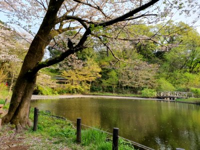 Cherry blossom season at Institute for Nature Study