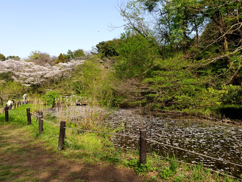 Cherry blossom season at Institute for Nature Study 3