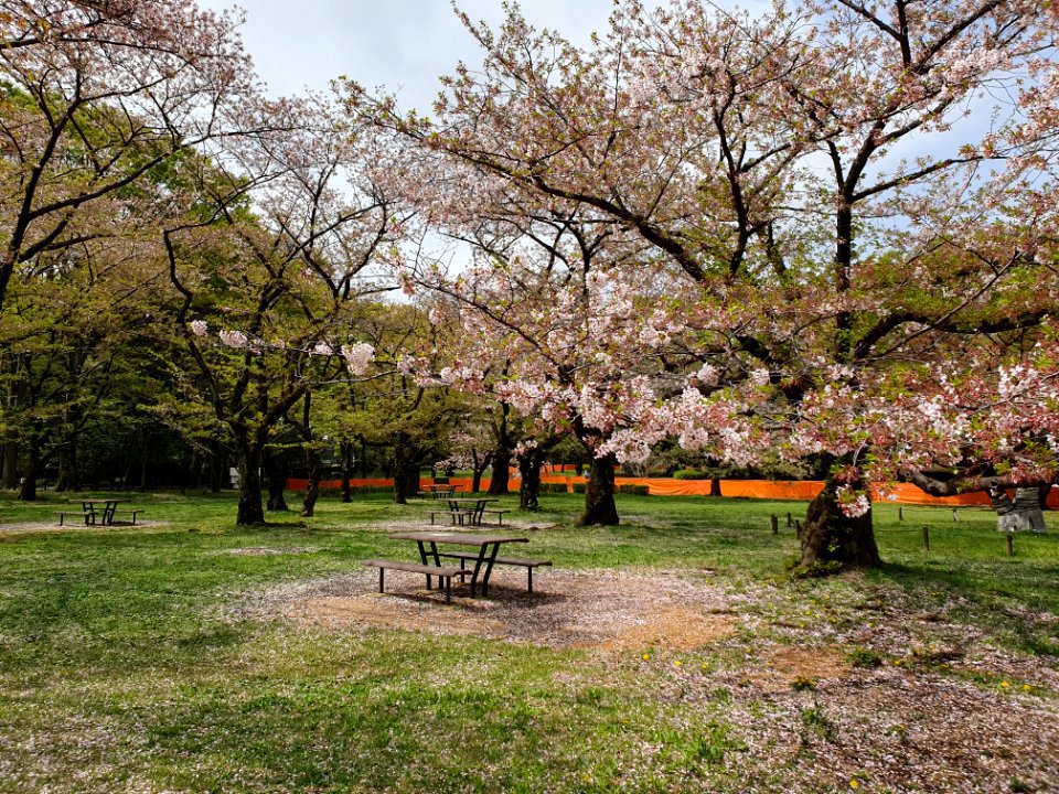 Cherry blossom in Yoyogi Park, unusually clean due to Covid-19 fences 5