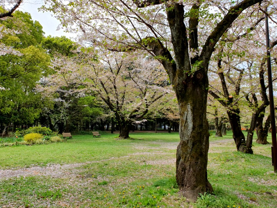 Cherry blossom in Yoyogi Park, unusually clean due to Covid-19 fences 4