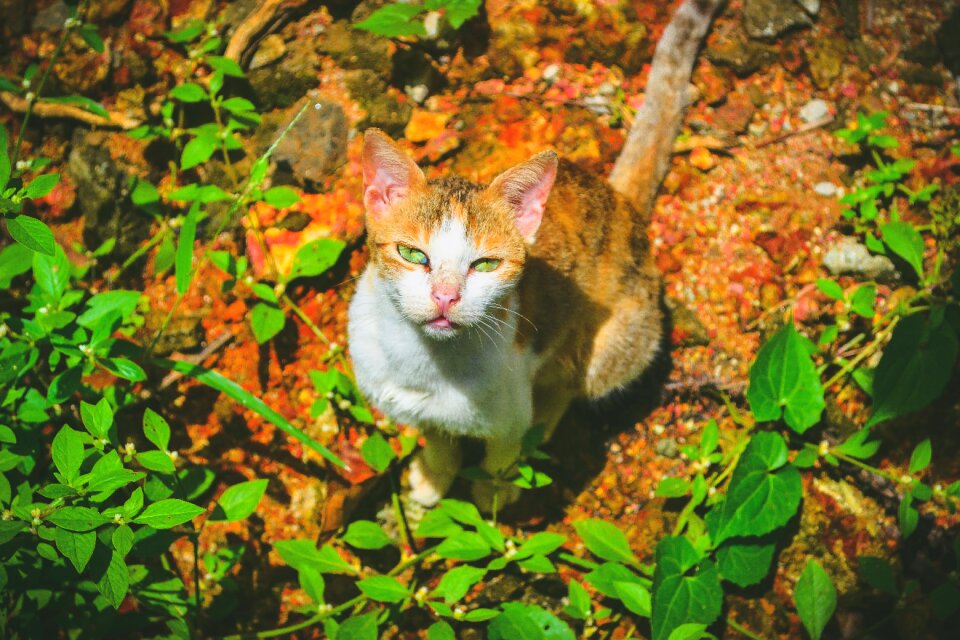 Green red fur outdoors