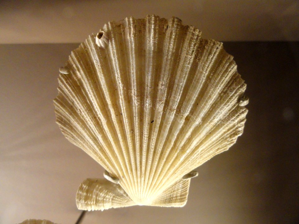 Chesapecten madisonius, Choptank Formation, Neogene - Natural History Museum of Utah - DSC07412
