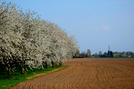 Cherry plantation (Baal, Haalderen, Lingewaard)