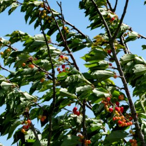 Cherry tree moving in the wind 3