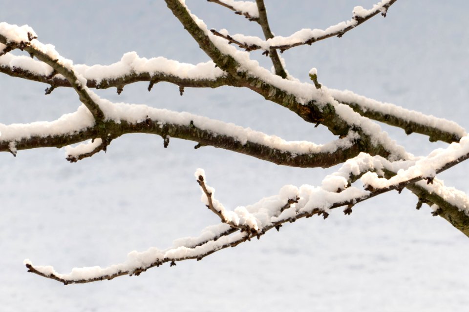 Cherry tree branches with snow