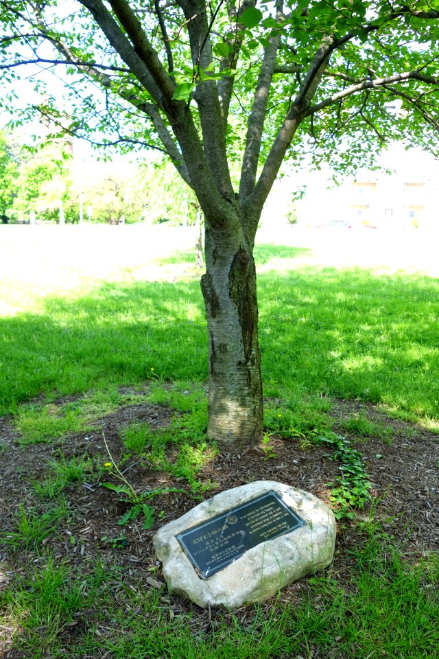 Cherry Tree, a gift of Gifu, Japan - Eden Park, Cincinnati - DSC03908 photo