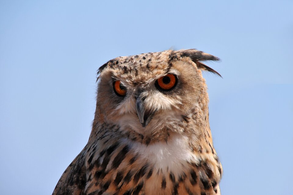 Bird animal eyes