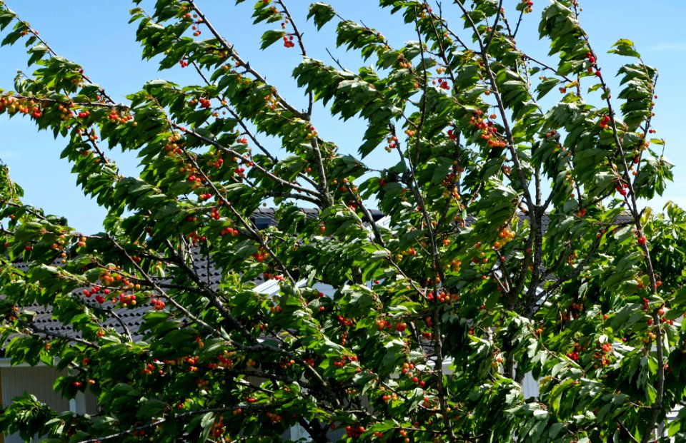 Cherry tree moving in the wind 1