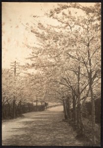Cherry Trees in Blossom Along Roadside by Adolf de Meyer 1900-1910