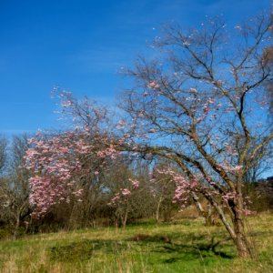 Cherry tree with blossoms in Torp
