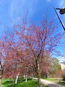 Cherry blossom in Roihuvuori 3