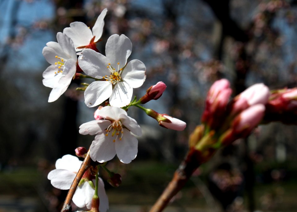 Cherry (261689077)