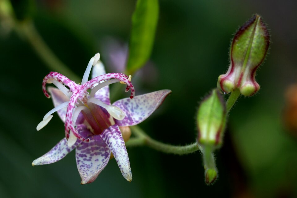 Flowers affix makro