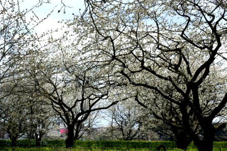 Cherry orchard in Bemmel