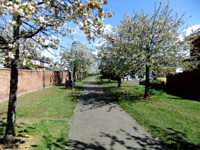 CherryBlossomBrickhill photo