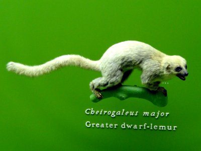 Cheirogaleus major - AMNH - DSC06354