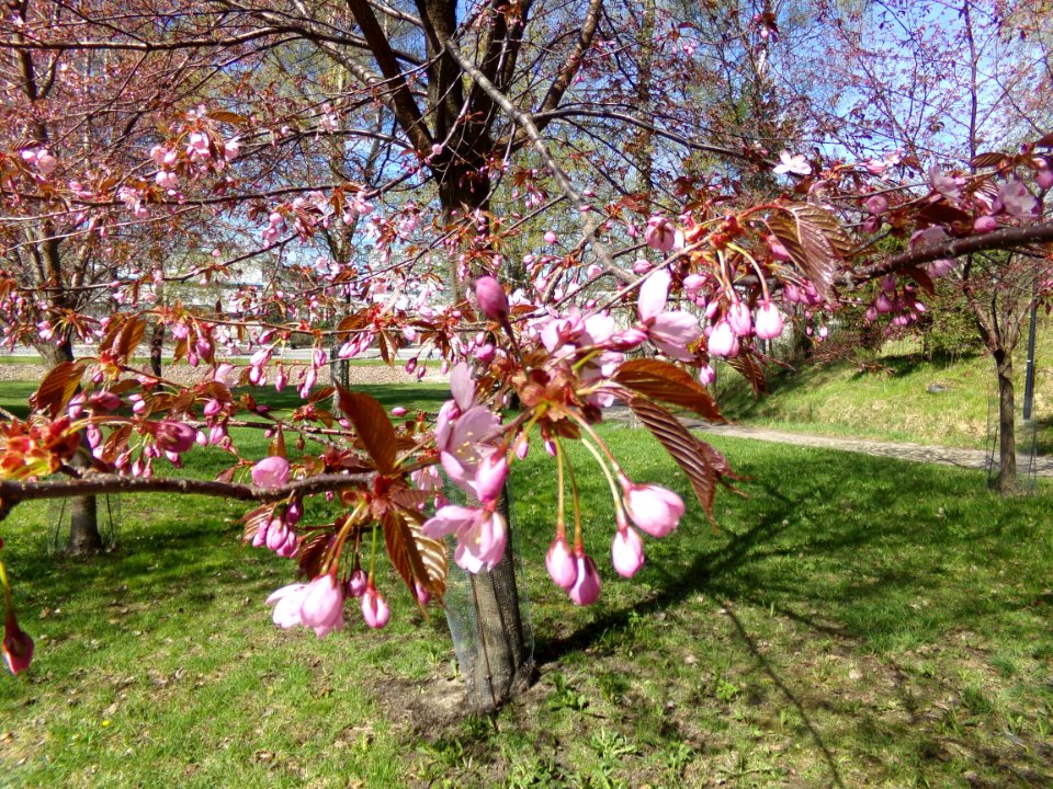 Cherry blossom in Roihuvuori 2