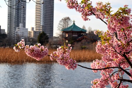 Cherry blossom at Ueno park, near pond