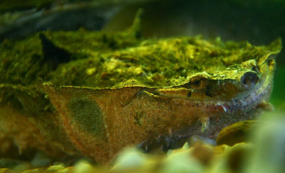 Chelus fimbriatus Genève 24102014
