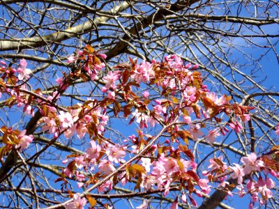 Cherry blossom in Roihuvuori 4