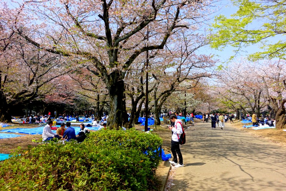 Cherry blossom festival 2018 - Yoyogi Park - Tokyo, Japan - DSC05533