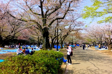 Cherry blossom festival 2018 - Yoyogi Park - Tokyo, Japan - DSC05533 photo