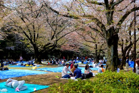Cherry blossom festival 2018 - Yoyogi Park - Tokyo, Japan - DSC05523