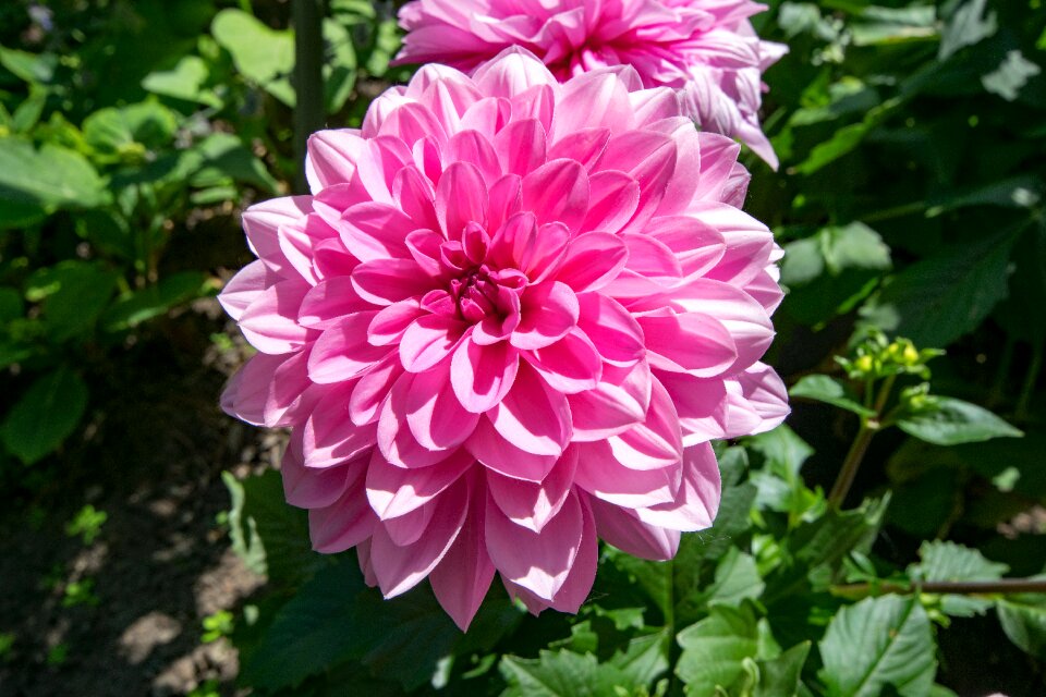 Blossom bloom nature