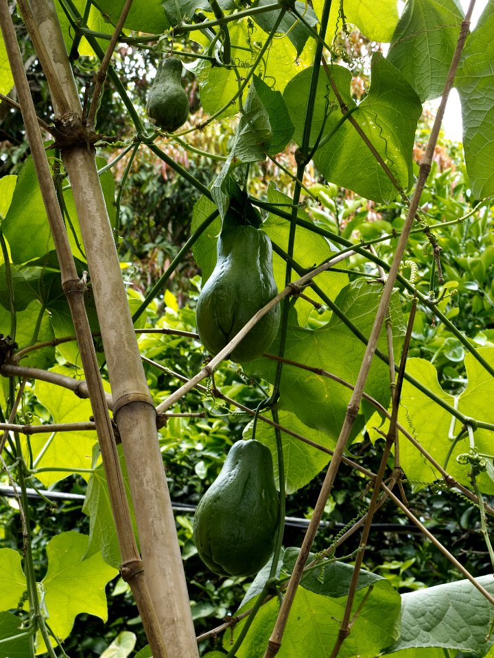 Chayote on vine Central America
