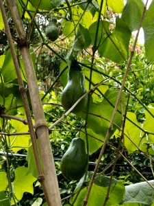 Chayote on vine Central America