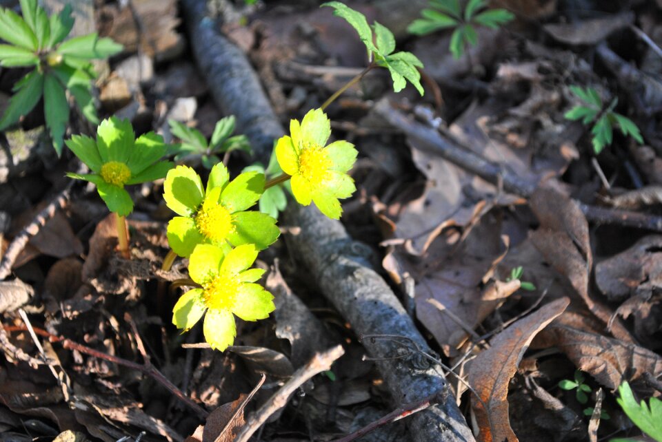 Flowers signs of spring forest