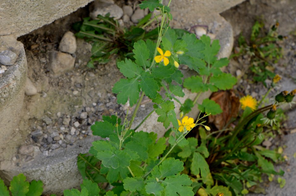Chelidonium majus