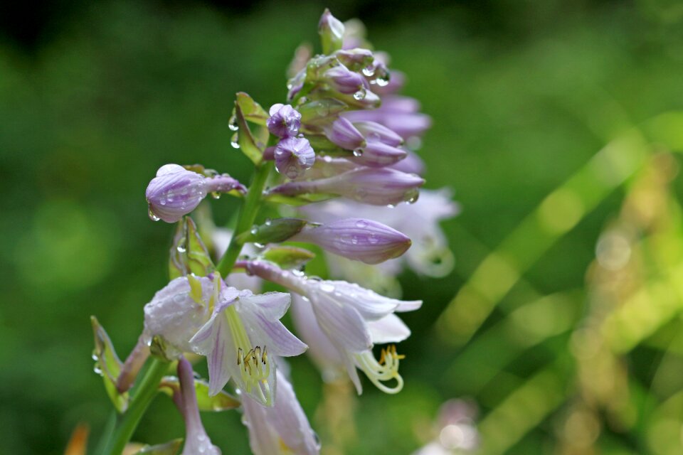 Forest flowers landscape