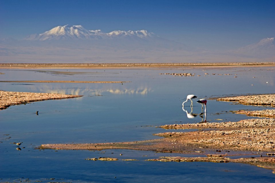 Chaxa Lagoon (256142327)