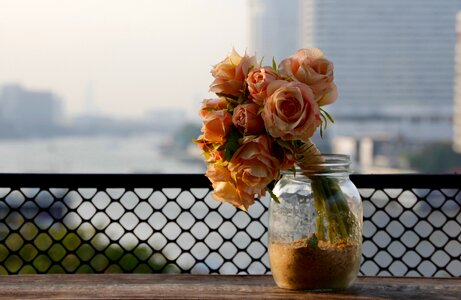 Dried flowers flowers pink photo