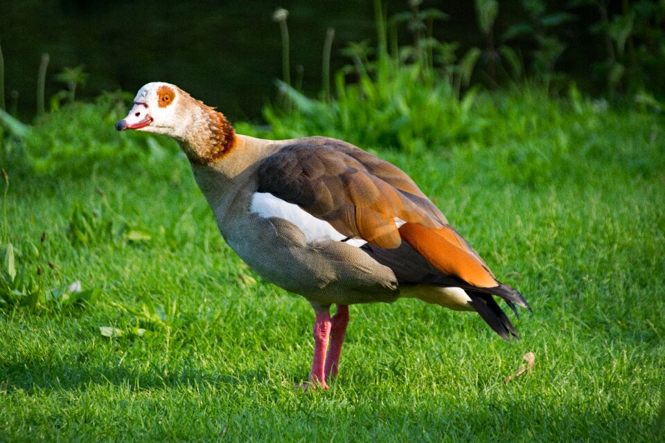 Bird birds animals