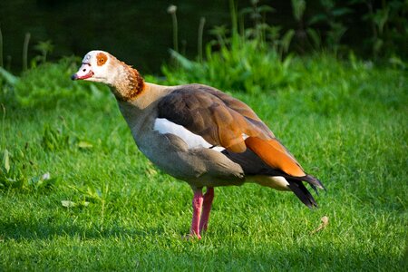 Bird birds animals