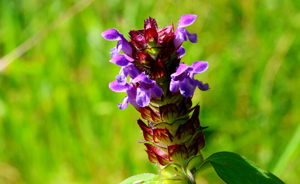 Flora blossom bloom