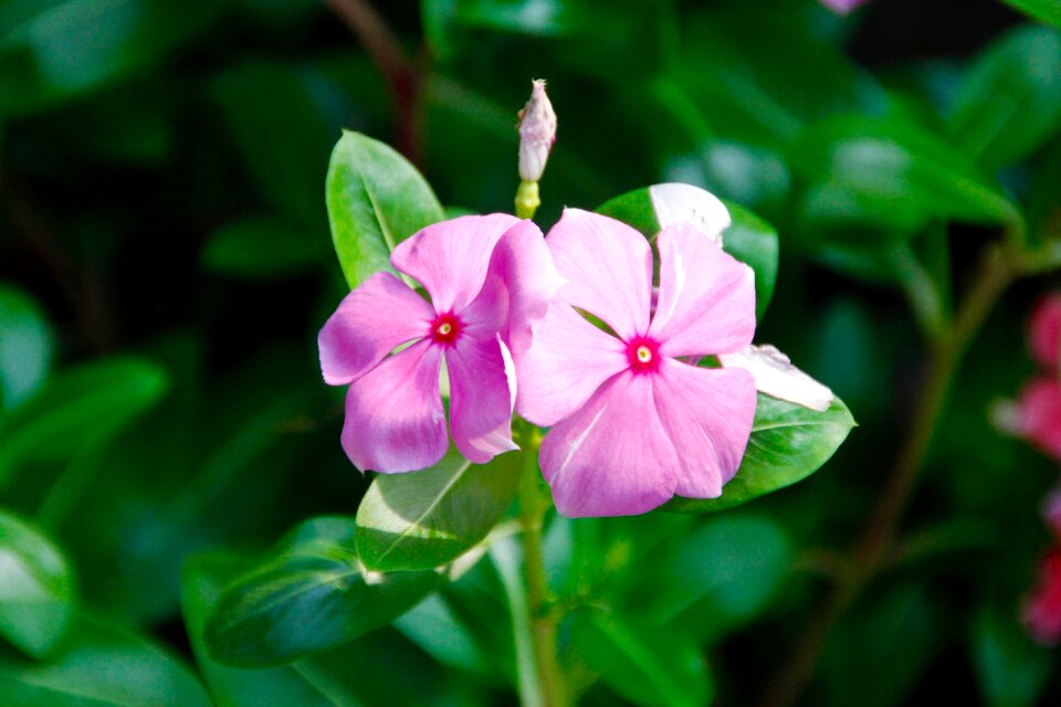 Flower plant nature