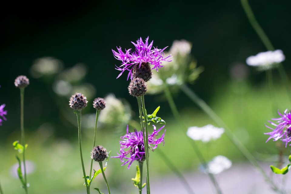 Summer nature meadow