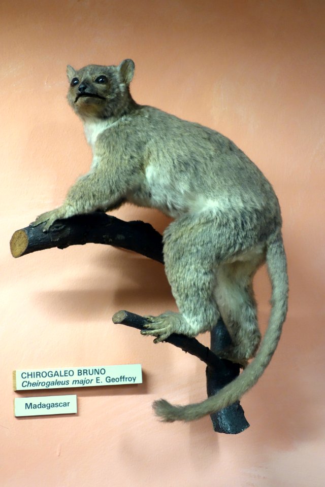 Cheirogaleus major - Museo Civico di Storia Naturale Giacomo Doria - Genoa, Italy - DSC02529