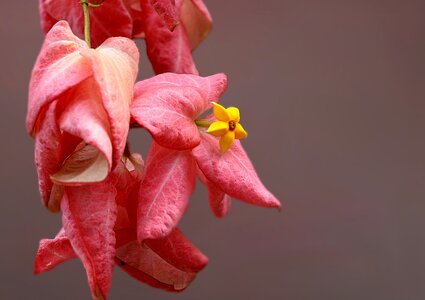 Pink blossom star blossom yellow star